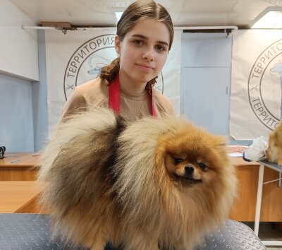 Шпіц Ролекс